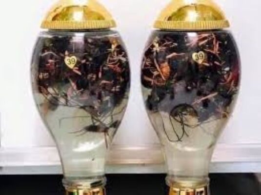 Công dụng của rượu đông trùng hạ thảo bọ xít