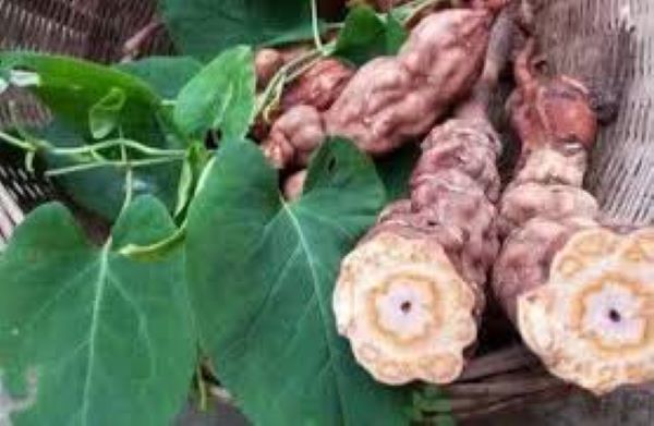 Dùng hà thủ ô đúng cách Dùng hà thủ ô đúng cách