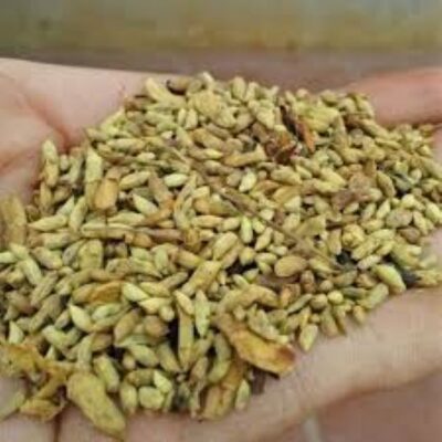 Trà nụ hoa hòe tốt cho sức khỏe như thế nào?