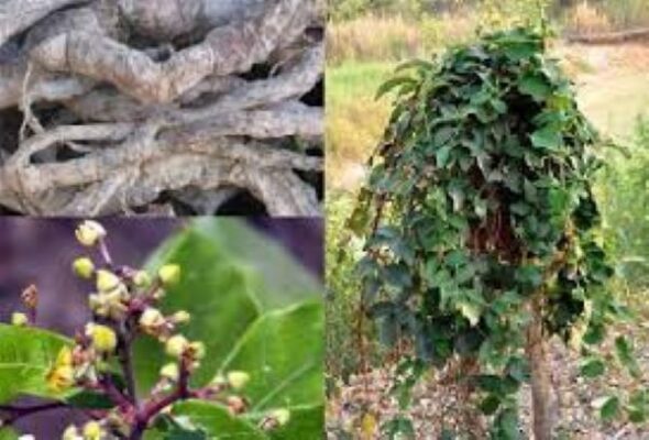 Công dụng lá hà thủ ô có thể bạn chưa biết