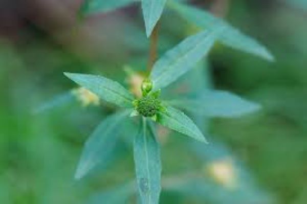 Công thức chữa đau dạ dạy bằng cây nhọ nồi