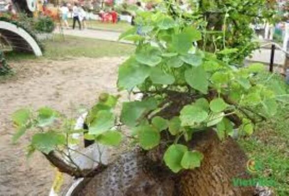 Củ bình vôi chữa bệnh gout như thế nào?