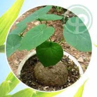 Cây bình vôi chữa gout như thế nào?