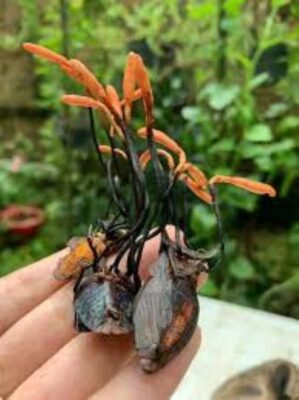 Đông trùng hạ thảo bọ xít Đông trùng hạ thảo bọ xít