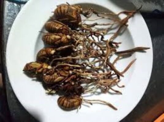 Tác dụng của đông trùng hạ thảo bọ xít Tác dụng của đông trùng hạ thảo bọ xít