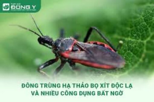 Dùng đông trùng hạ thảo bọ xít làm gì?