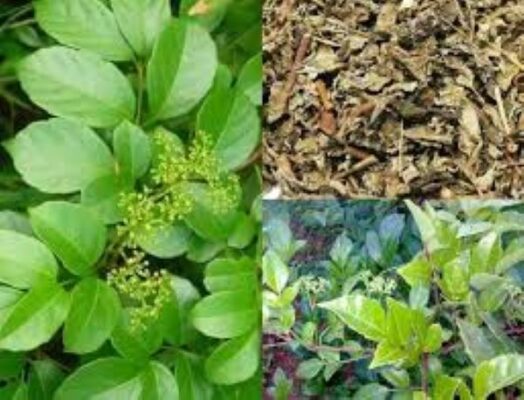 Giá chè dây hiện nay