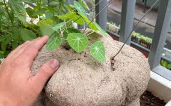 Củ bình vôi ngâm rượu