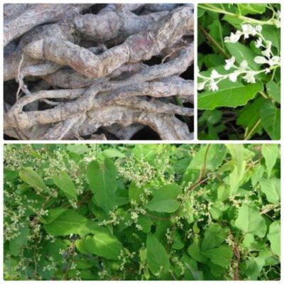 Hà thủ ô đỏ có tác dụng gì?