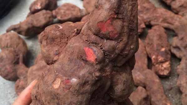 Hà thủ ô là gì?