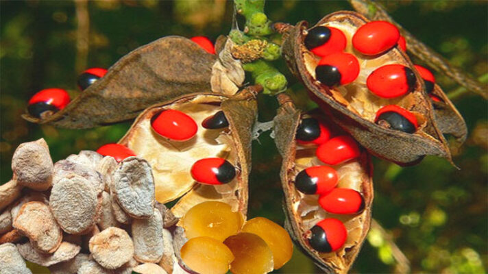 Hạt sang và cách dùng chữa đau dạ dày