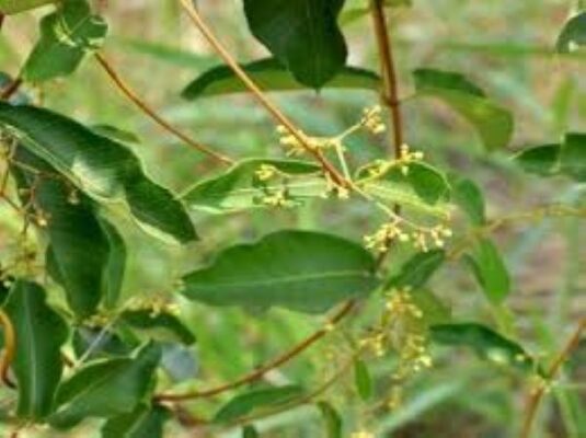 Lá cây hà thủ ô có uống được không?