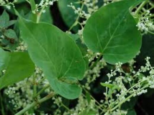 Lá cây hà thủ ô có uống được không?