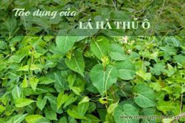 Lá cây hà thủ ô có uống được không?