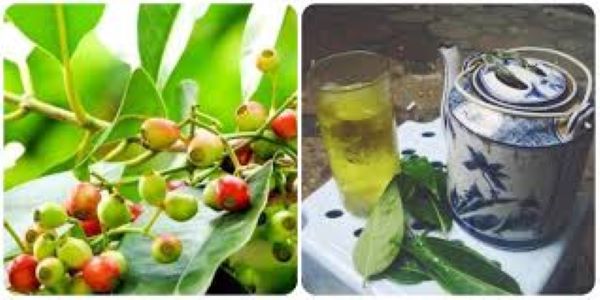 Lá vối chữa bệnh gout