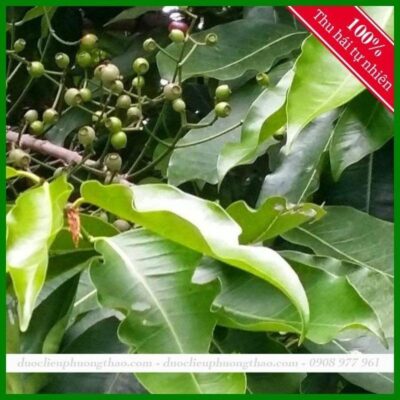 Lá vối có tác dụng gì?