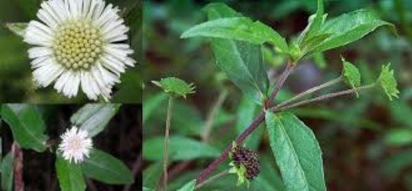 Lợi ích sức khỏe của cây nhọ nồi