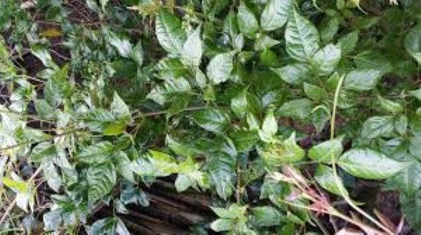 Lợi ích sức khỏe của chè dây
