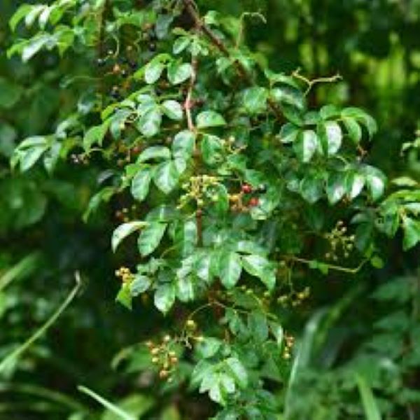Lợi ích sức khỏe của chè dây