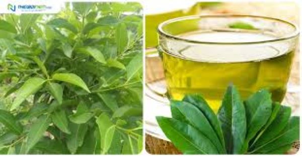 Uống lá vối có giảm mỡ máu không? Uống lá vối có giảm mỡ máu không?