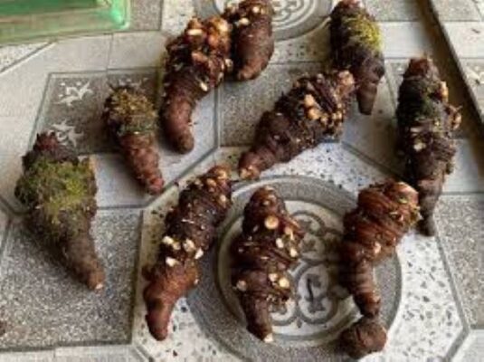 Người nên sử dụng thất diệp nhất chi hoa ngâm rượu