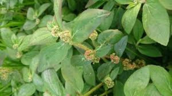 Những lưu ý khi sử dụng cây cỏ sữa lá to