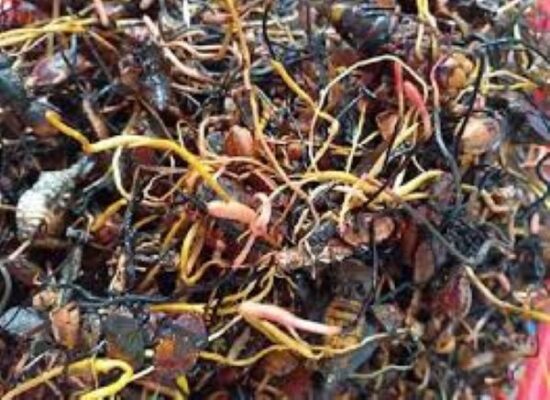 Tác dụng của đông trùng hạ thảo bọ xít Tác dụng của đông trùng hạ thảo bọ xít