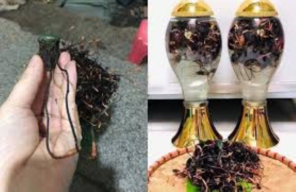Tác dụng của rượu đông trùng hạ thảo bọ xít Tác dụng của rượu đông trùng hạ thảo bọ xít