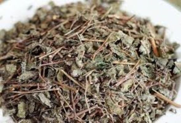 Đặc điểm của chè dây và tác dụng chữa bệnh của nó