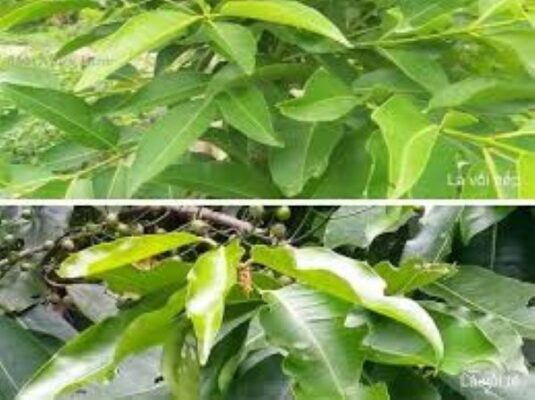 Công dụng của lá vối nếp