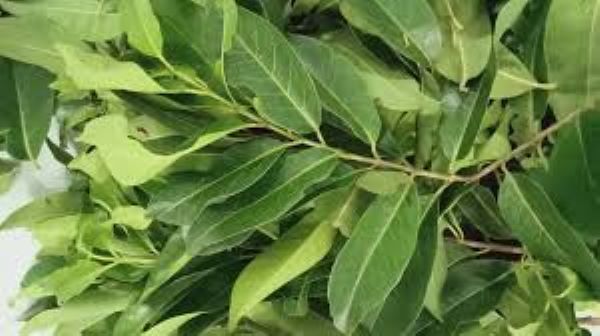Phụ nữ mang thai có nên uống nước lá vối