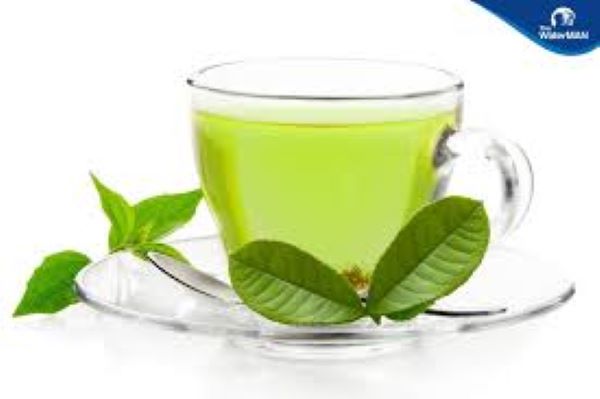 Lá vối chữa bệnh gout