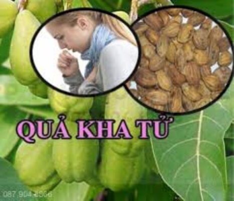 Sử dụng quả kha tử trị ho như thế nào?