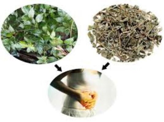 Tác dụng của chè dây