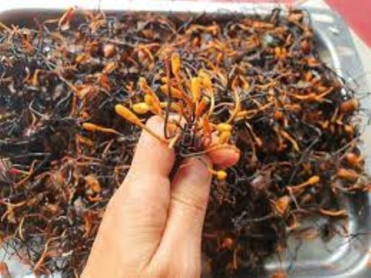 Công dụng của rượu đông trùng hạ thảo bọ xít Công dụng của rượu đông trùng hạ thảo bọ xít