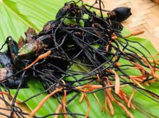 Công dụng của rượu đông trùng hạ thảo bọ xít