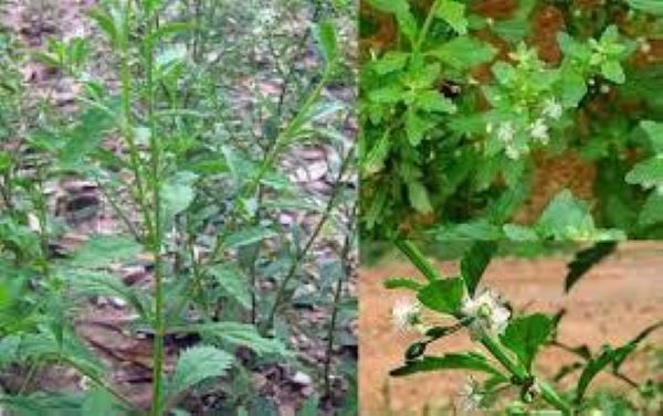 Tác dụng hạ đường huyết của cây cam thảo nam