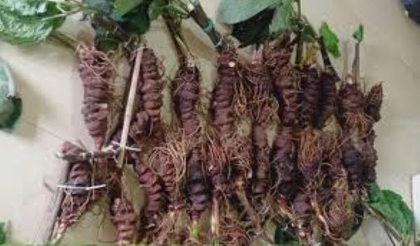 Cây thất diệp nhất chi mai chữa bệnh gì?