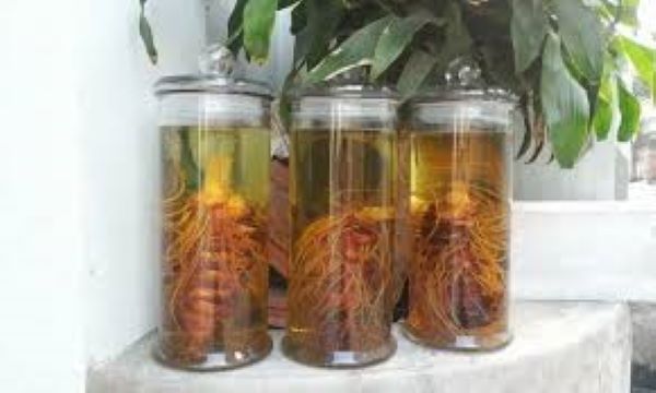Thất diệp nhất chi hoa ngâm rượu