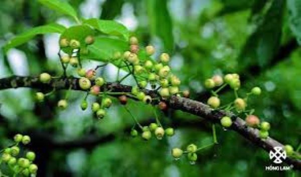 Công dụng của trà nụ vối