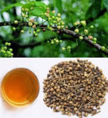 Vì sao nên dùng trà nụ vối?