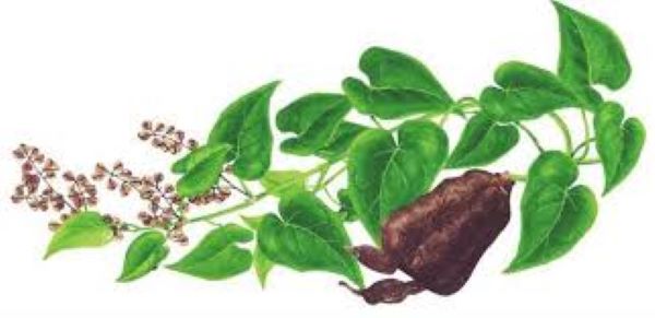 Uống hà thủ ô có nóng không?