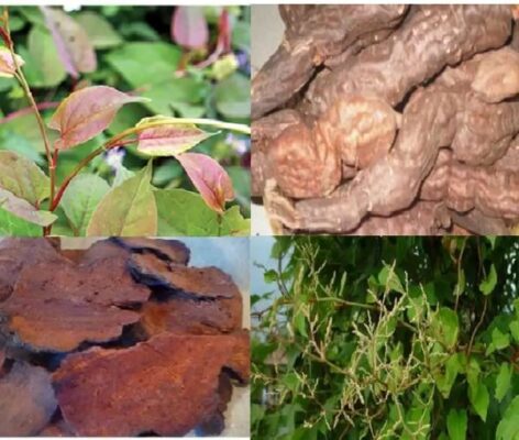 Uống hà thủ ô có tác dụng gì với sức khỏe