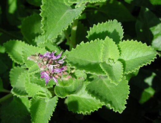 Lợi ích sức khỏe của húng chanh