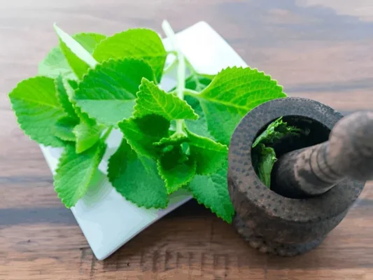 Cách trị ho cho trẻ bằng lá húng chanh