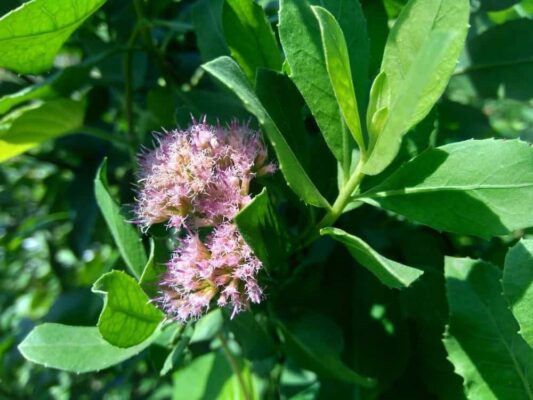 Uống nước lá cúc tần có tác dụng gì?