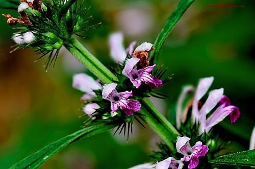 Ích mẫu trị rong kinh như thế nào?