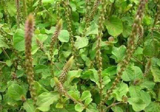 Khám phá tác dụng của cây cỏ xước
