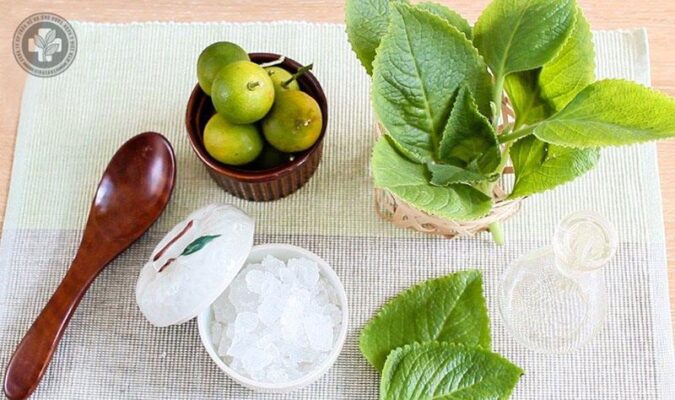 Bài thuốc chữa ho giải cảm từ húng chanh