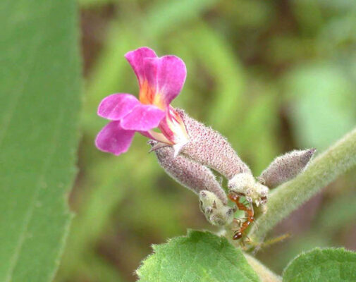 Tìm hiểu công dụng của cây an xoa